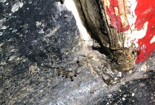 Ameisennest in einer alten Türzarge