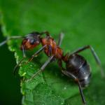 Ameisenbekämpfung Ameisenbekämpfung in Hamburg und Schleswig-Holstein - Ihr Kammerjäger