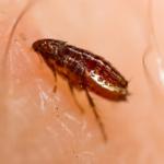 Schädlingsbekämpfung Flöhe Flohbekämpfung in Hamburg und Schleswig-Holstein