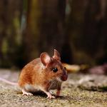 Mäusebekämpfung Mäusebekämpfung in Hamburg und Schleswig-Holstein