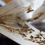 Schädlingsbekämpfung Motten Mottenbekämpfung in Hamburg und Schleswig-Holstein