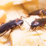 Schädlingsbekämpfung Schaben Schabenbekämpfung in Hamburg und Schleswig-Holstein