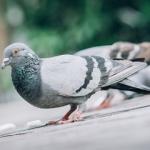 Taubenabwehr Hamburg Taubenabwehr für Hamburg und Schleswig-Holstein