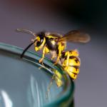 Wespenbekämpfung Wespenbekämpfung in Hamburg und Schleswig-Holstein