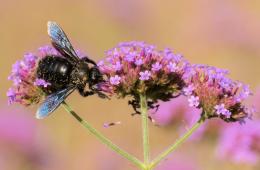 Blauschwarze Holzbiene