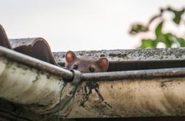 Mythen Mardervertreibung